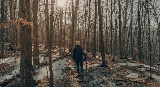 person in black jacket standing on snow covered ground in between bare trees during daytime